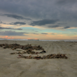 wright-casey-erin-wollett-new-smyrna-beach-attorney